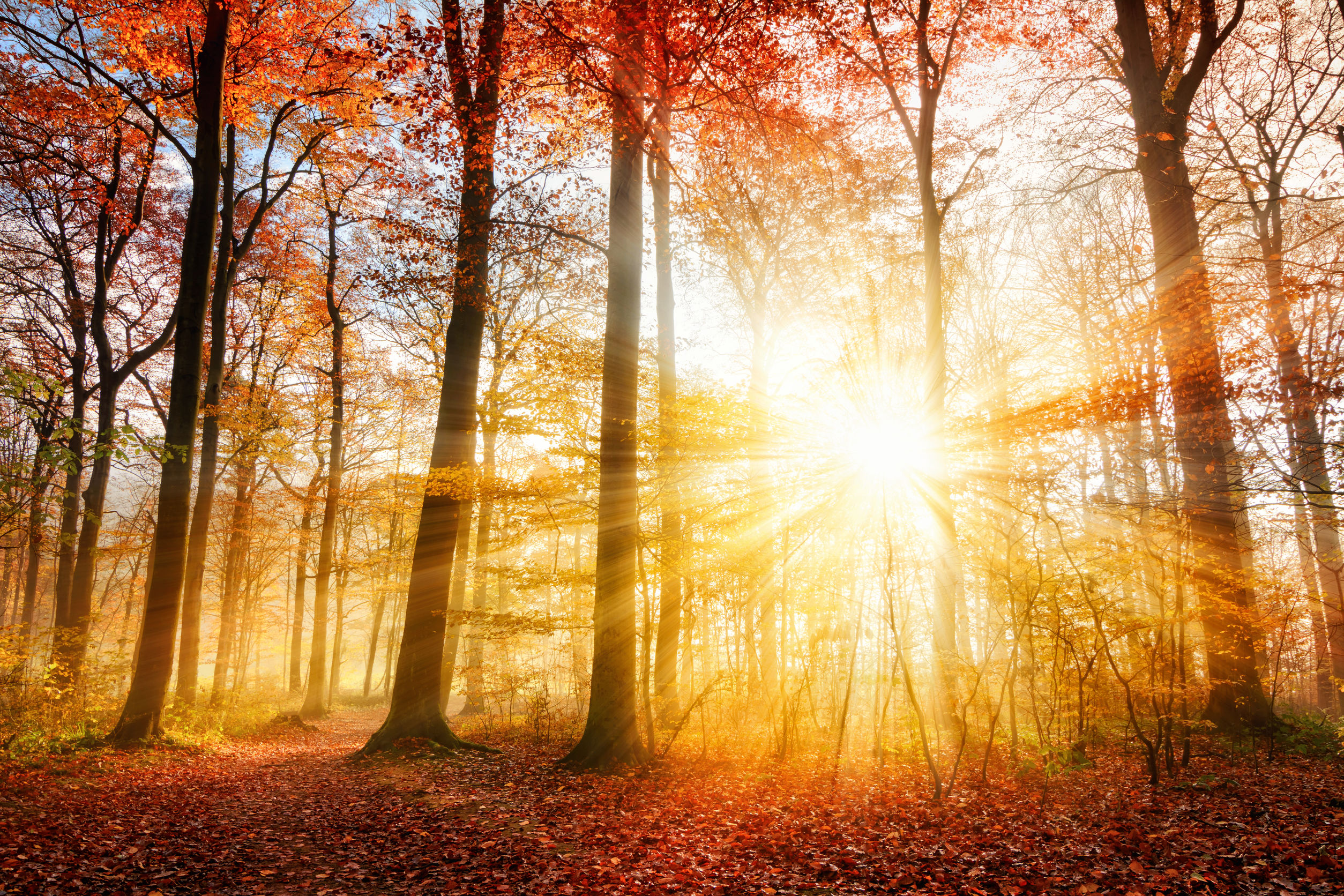 Beautiful autumn sunlight in a forest